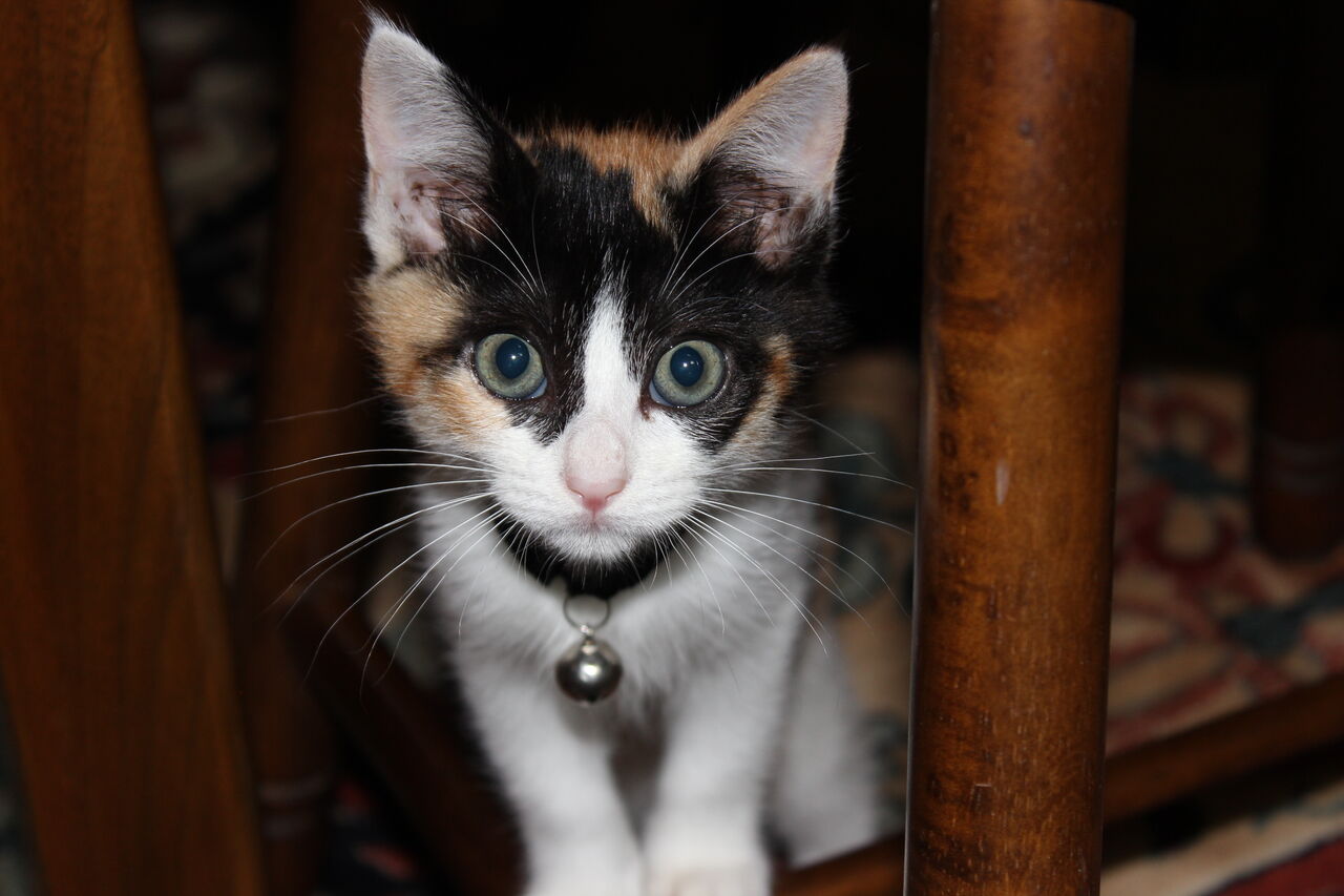 我が家の愛猫 その１ Hのブログ