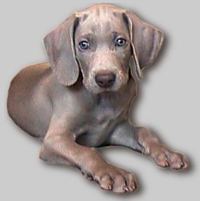 ｇｏｔｈ 乙一著 リストカット事件 犬 私が飼いたい犬はドイツの猟犬 ワイマラナー Sayounaru Blog