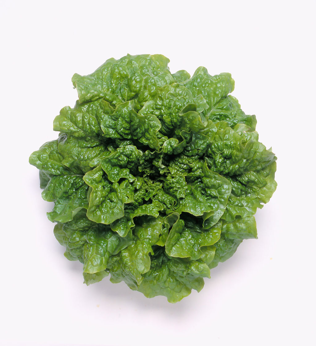 秋野菜 : H&L商品案内