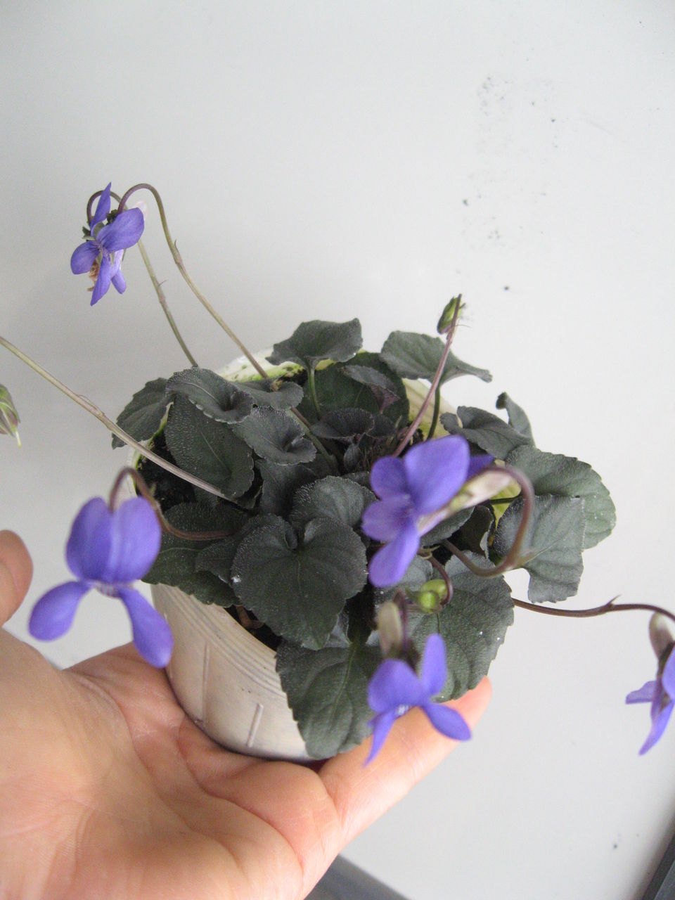 ビオラ ラブラドリカ H L商品案内