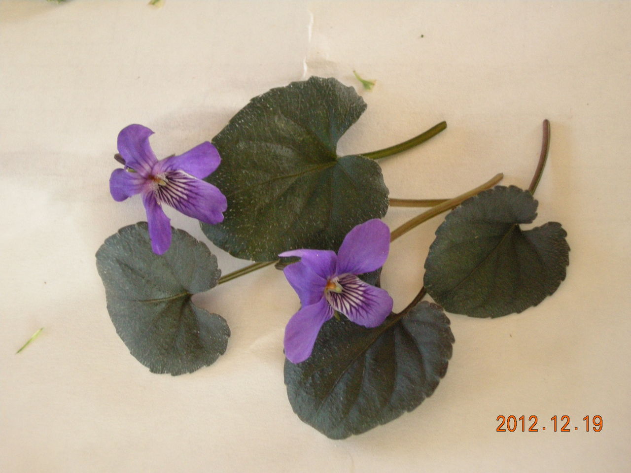 ビオラ ラブラドリカ H L商品案内