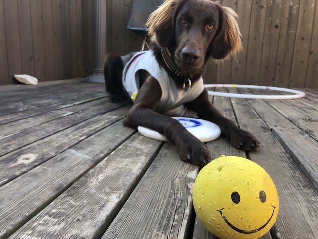 smileball_dog