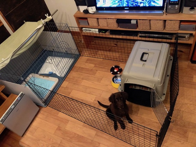 Petmate バリケンネル 室内ハウス 車載レビュー Hyena Said