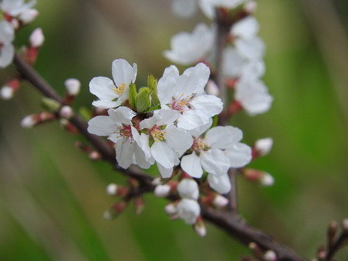 a0960_008526_m