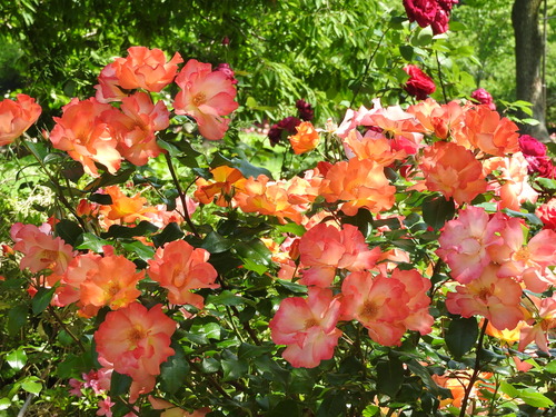 a0960_008629_m