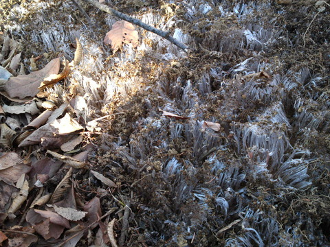 2011年3月5日霜柱