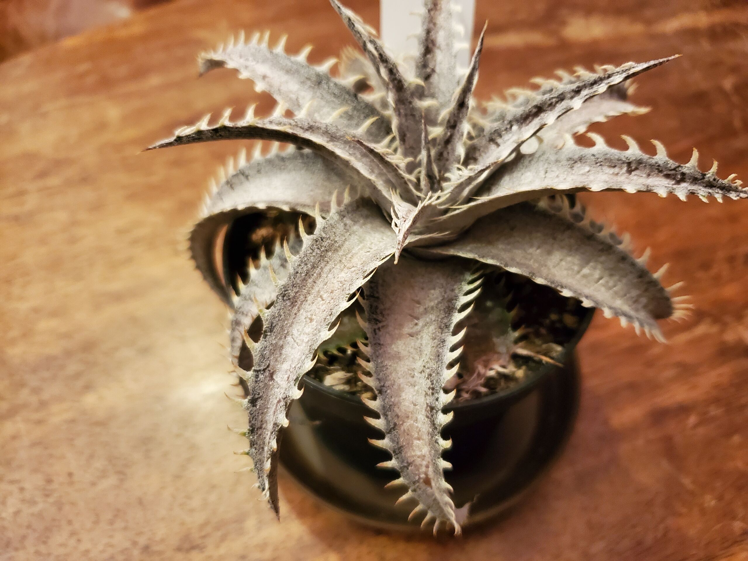 グランマルニエ　ホワイトフォリッジ グランマルニエホワイトフォリッジ