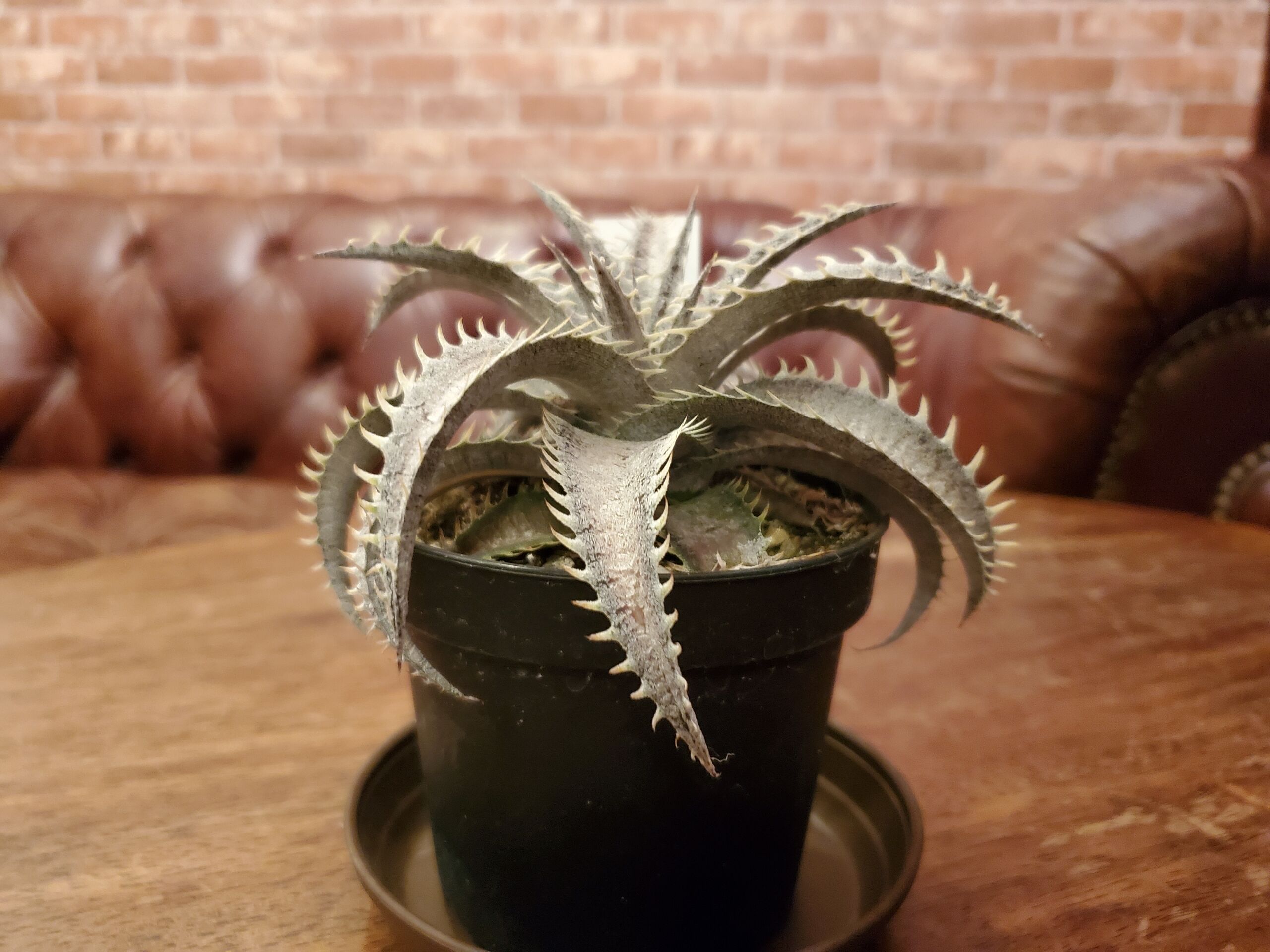 グランマルニエホワイトフォリッジ