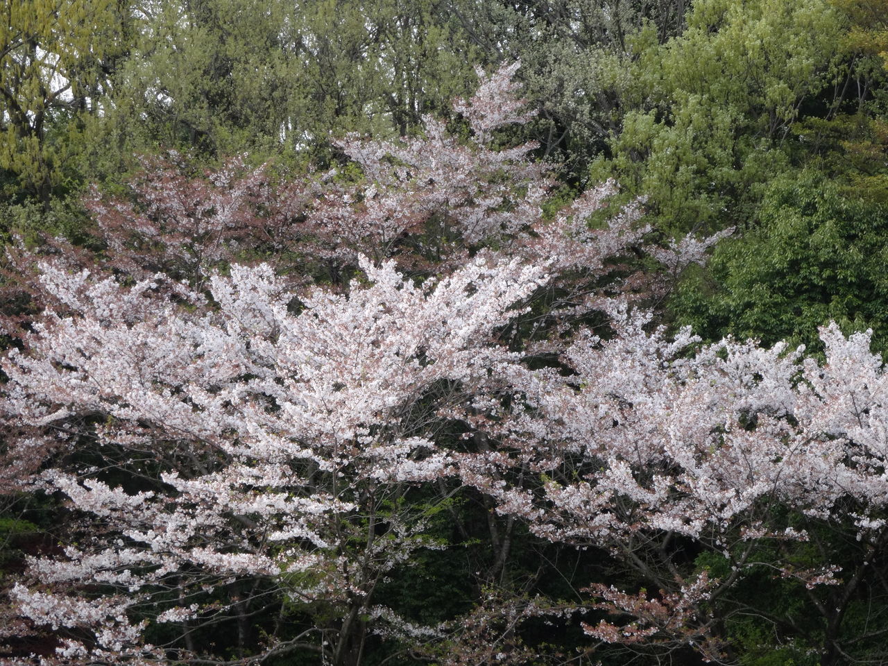 J3第５節 Fc町田ゼルビア Vs ガイナーレ鳥取 Journal Bleu
