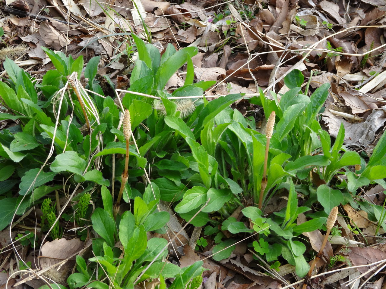 J3第５節 Fc町田ゼルビア Vs ガイナーレ鳥取 Journal Bleu