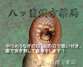 ヤツメウナギ タムゾウ旅日記 ヤツメウナギ タムゾウ旅日記