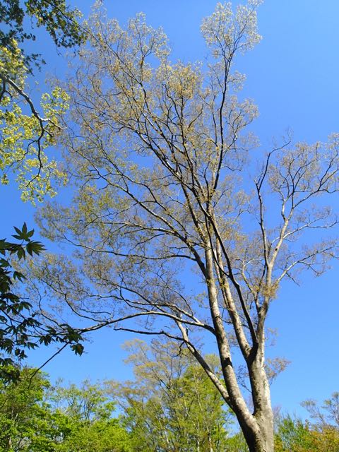 P5110064 (1)