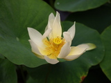 はす