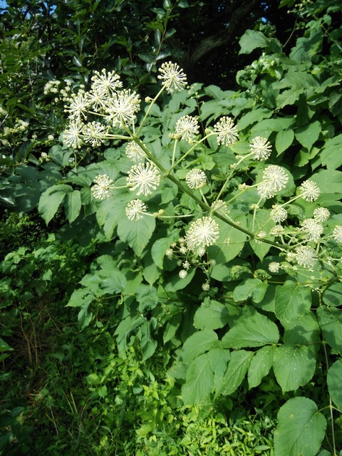 ウドの花 Ha19naのblog ウドの花 Ha19naのblog