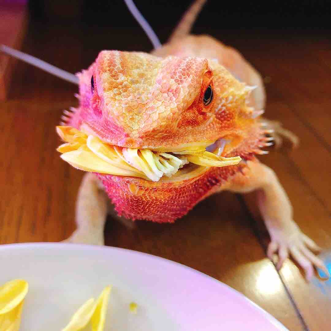 脱皮中も食欲のあまりあるクレスとか好物を前に気が狂うフトアゴとか ヤモリとかイモリとか