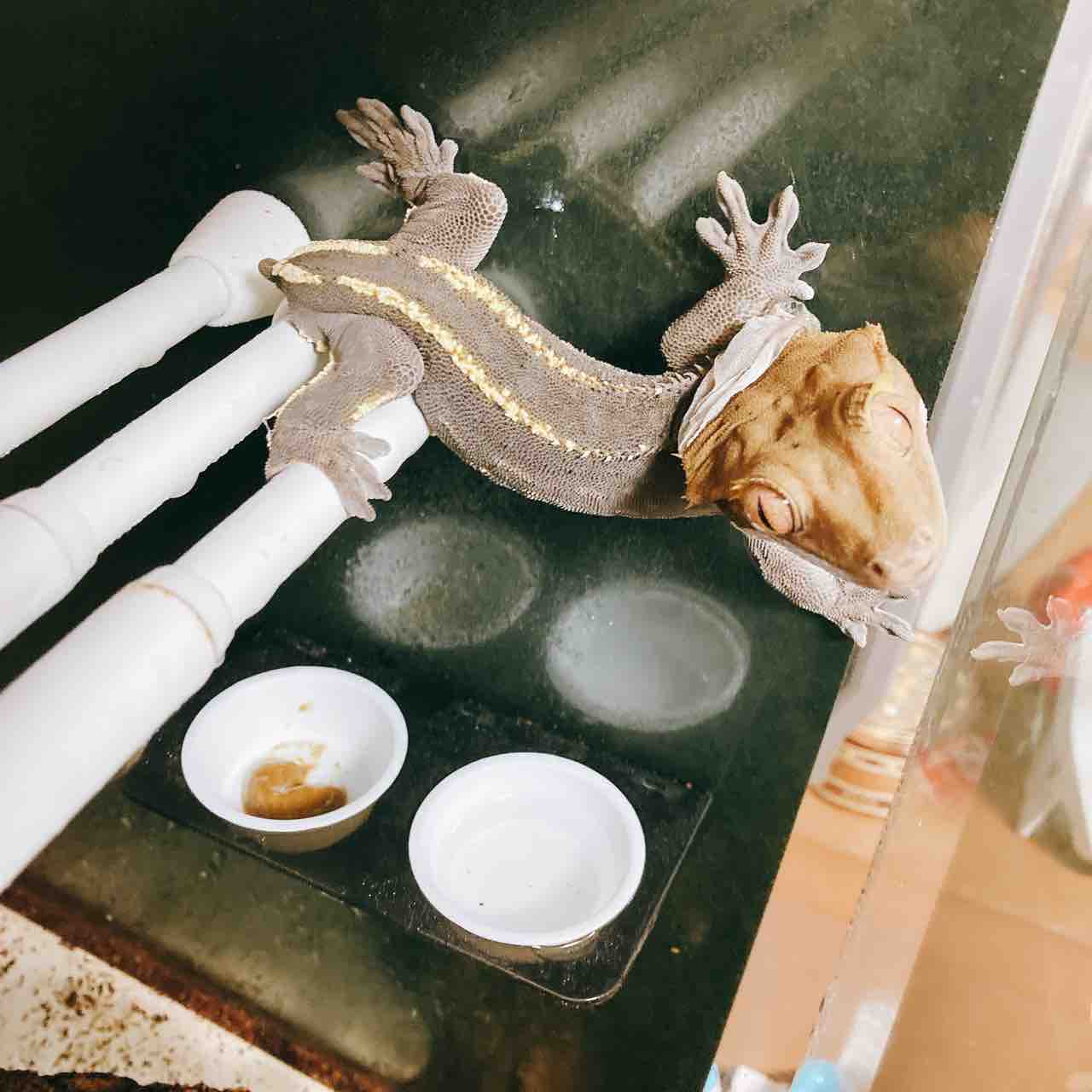 脱皮中も食欲のあまりあるクレスとか好物を前に気が狂うフトアゴとか ヤモリとかイモリとか