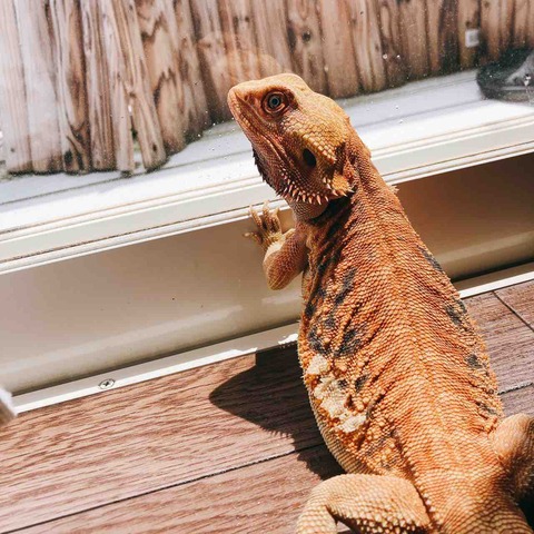 出せ出せというフトアゴヒゲトカゲとかもう少し寝たい飼い主とか : ヤモリとかイモリとか - BeDDDbf3 S