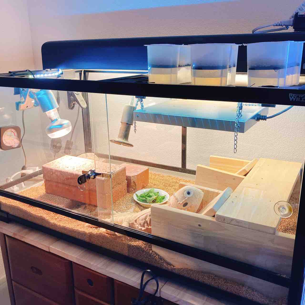 ゲイリートゲオアガマの飼育環境とか豆ばかり食べるとか 