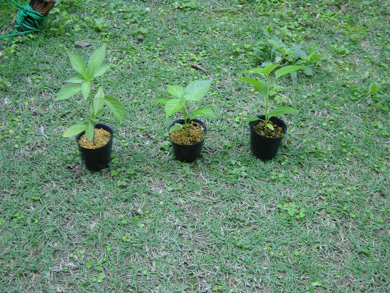 ハバネロ栽培沖縄 冬にっ ハバネロ唐辛子 の種まき