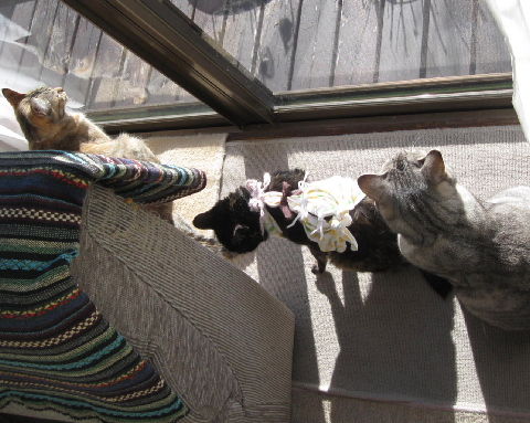 猫の乳腺腫瘍観察記録2011年1月1日～1月31日【余命7ヶ月前、健気に生き 