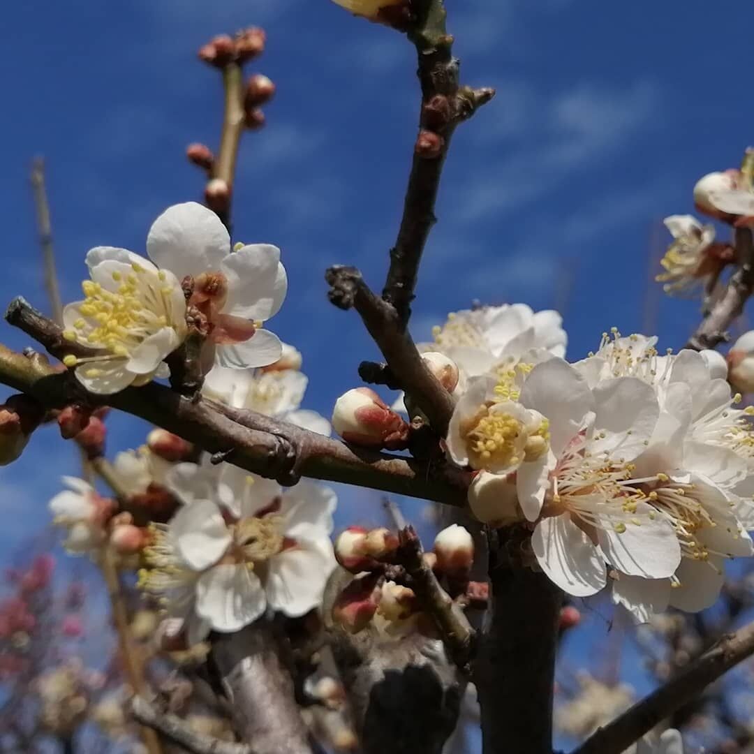長居植物園の梅 おすすめ旅行記 47都道府県完全制覇