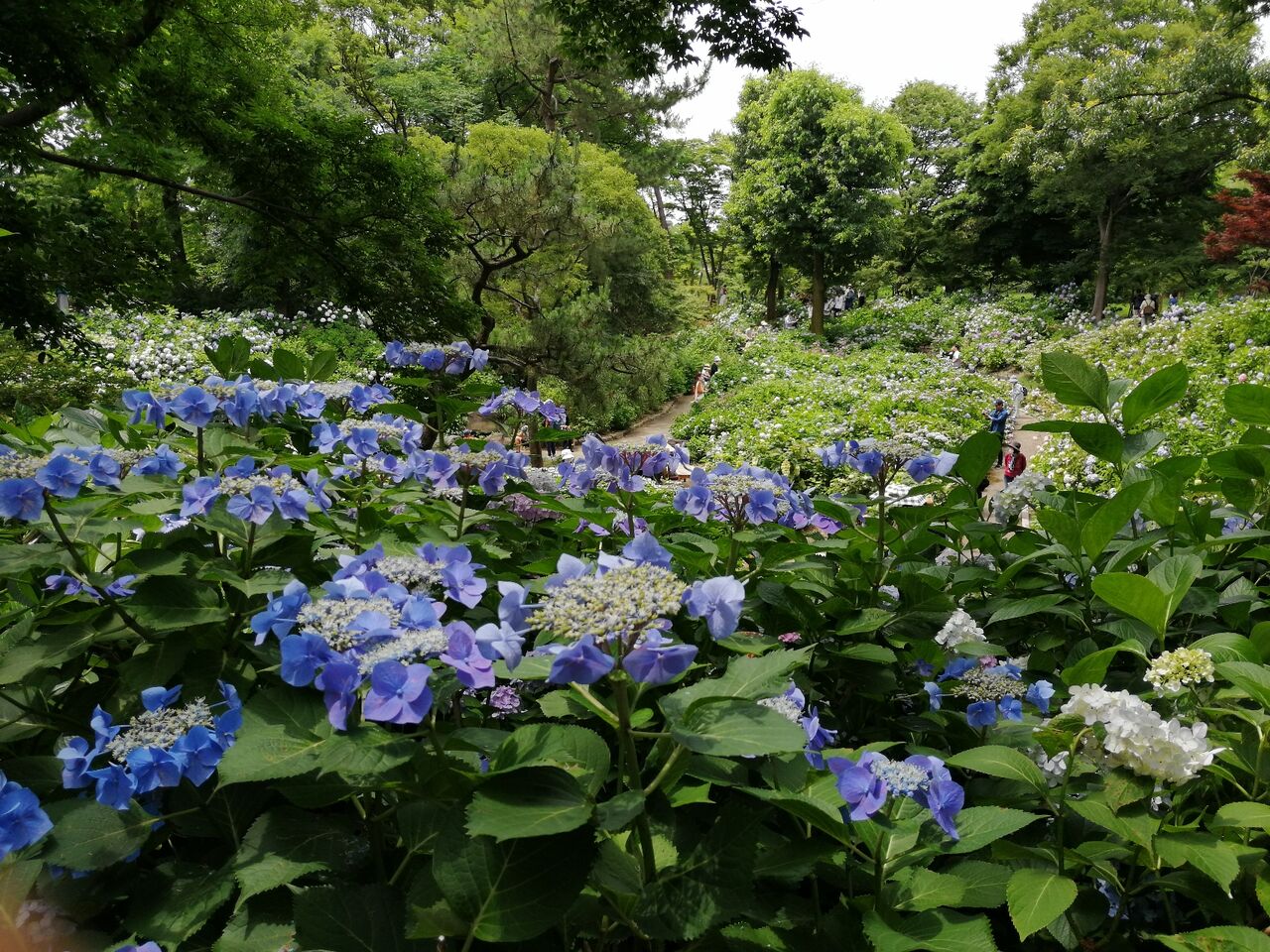 長居植物園のアジサイ おすすめ旅行記 47都道府県完全制覇 長居植物園のアジサイ おすすめ旅行記 47都道府県完全制覇