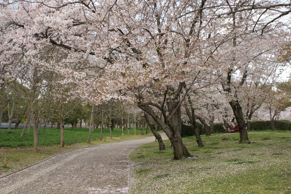 花見 長居公園 おすすめ旅行記 47都道府県完全制覇