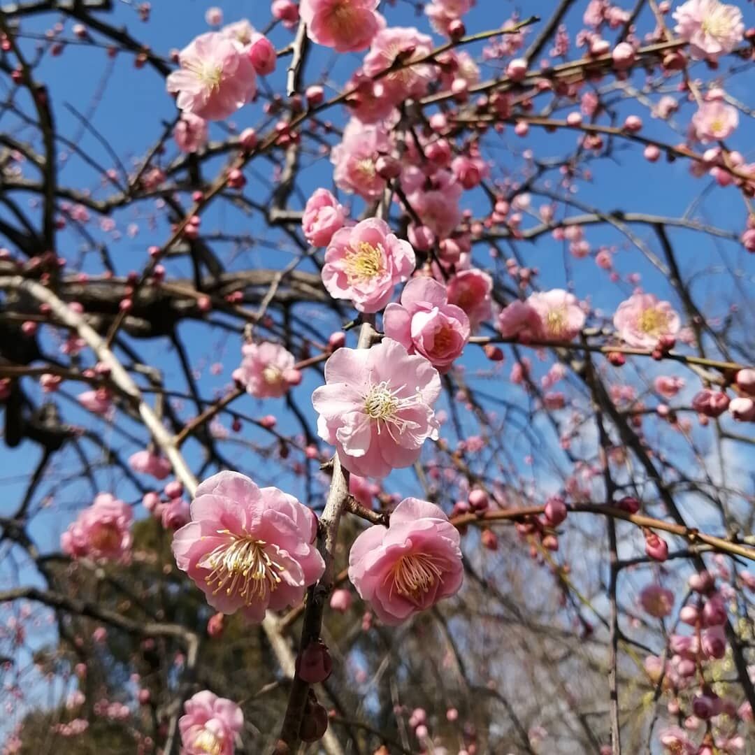 長居植物園の梅 おすすめ旅行記 47都道府県完全制覇