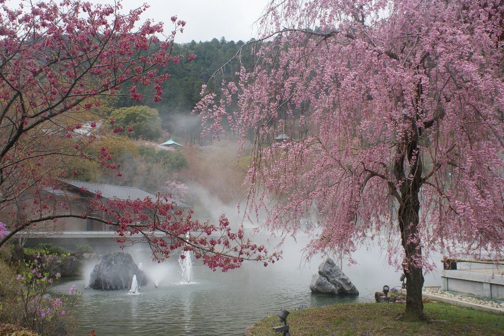 勝尾寺 桜 団塊世代の趣味 2254 大阪 団塊世代の趣味と生活のブログ 勝尾寺 桜 団塊世代の趣味 2254 大阪 団塊世代の趣味と生活のブログ