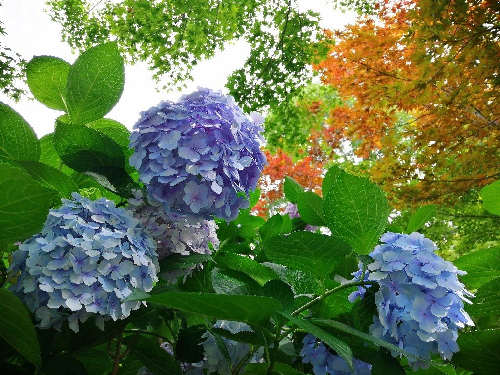 長居植物園のアジサイ おすすめ旅行記 47都道府県完全制覇 長居植物園のアジサイ おすすめ旅行記 47都道府県完全制覇