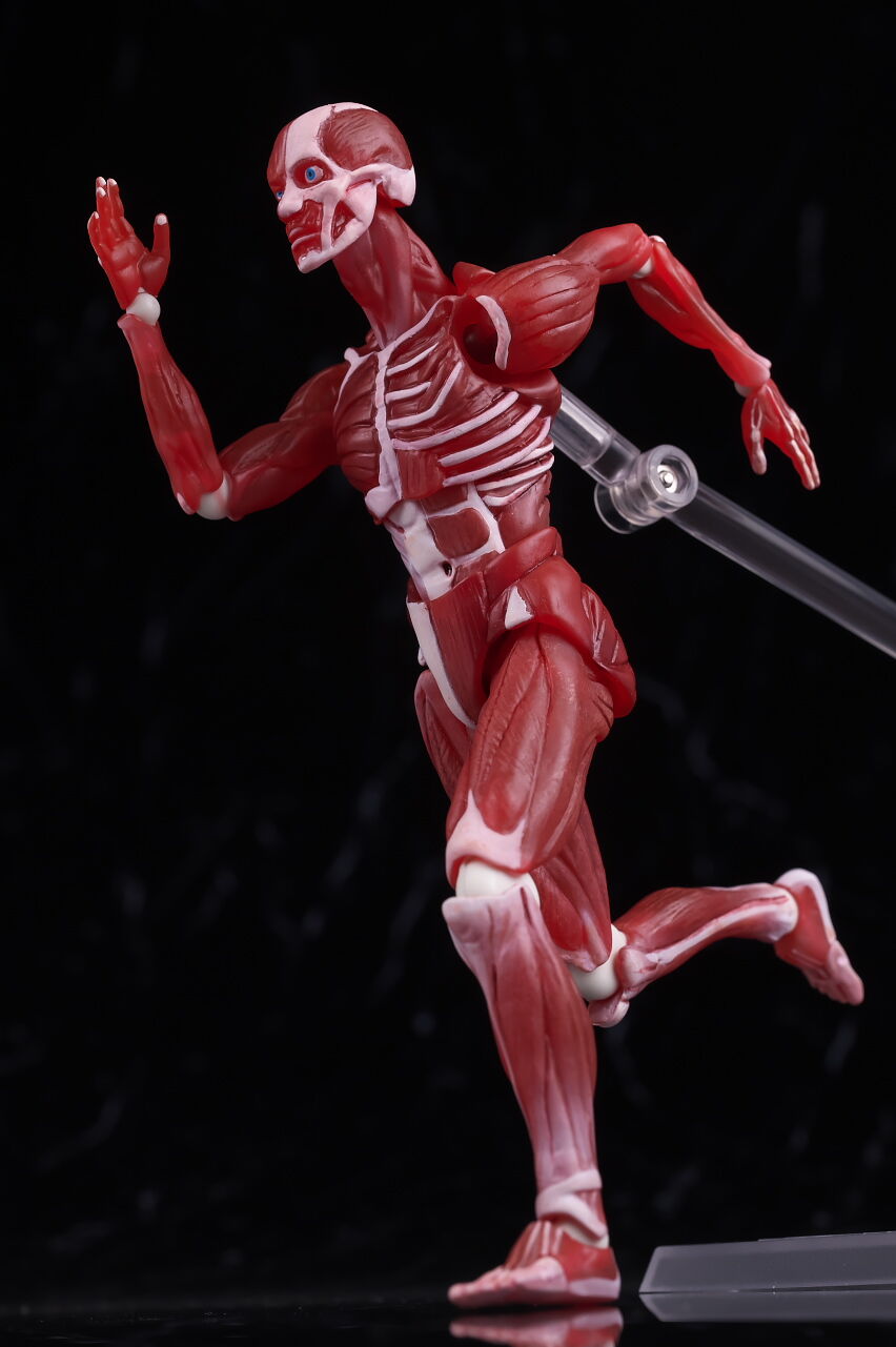 figma 人体模型 343d4ac2-s.jpg
