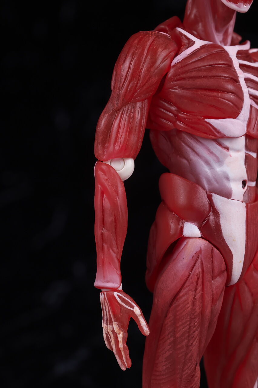 figma SP-142 人体模型 Amazon | FREEing フリーイング figma SP-142 人体模型 | フィギュア