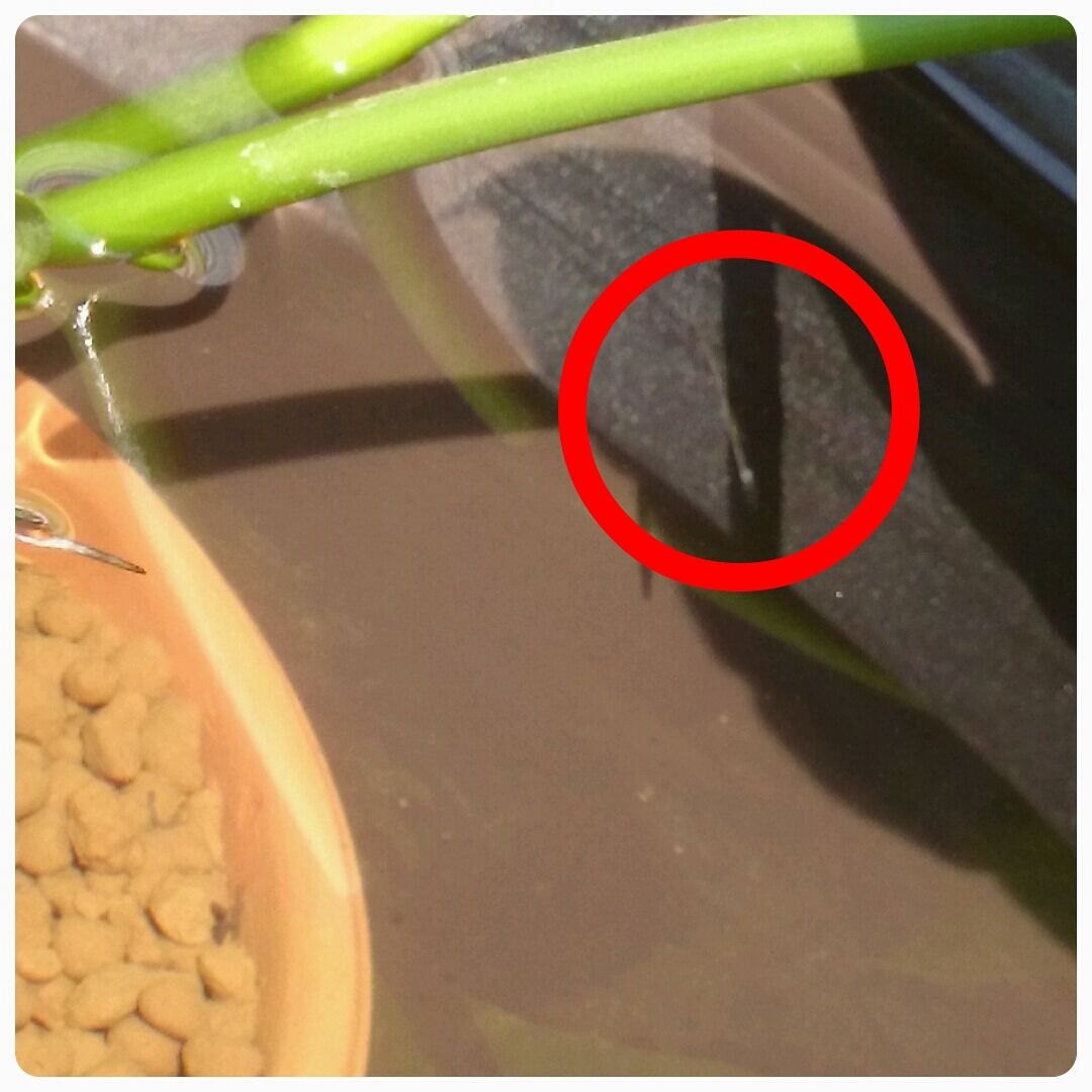 ハチ家の水カビ病 睡蓮鉢とシーグラス ハチ家の水カビ病 睡蓮鉢とシーグラス