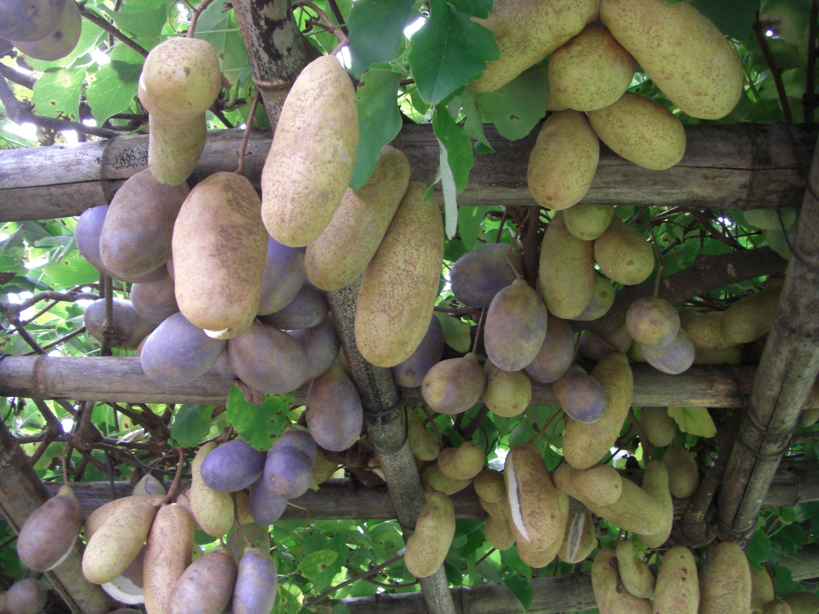 アケビの棚が重みで折れてしまいました Datchi村のスポーツ農業