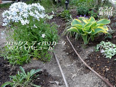 よもぎを採ってきました 染め編み日記 よもぎを採ってきました 染め編み日記