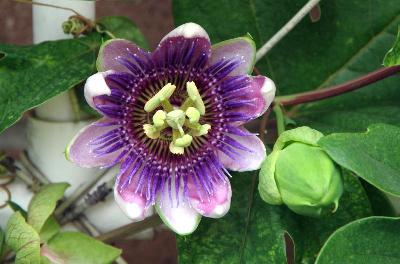 Passion Flower トケイソウ 時計草 とヒョウモンドクチョウ グランパ マチスのlos Angeles 便り