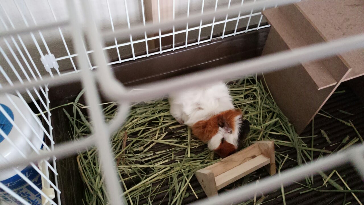 ハムスターとの違いは 魅力たっぷりモルモットの特徴まとめ