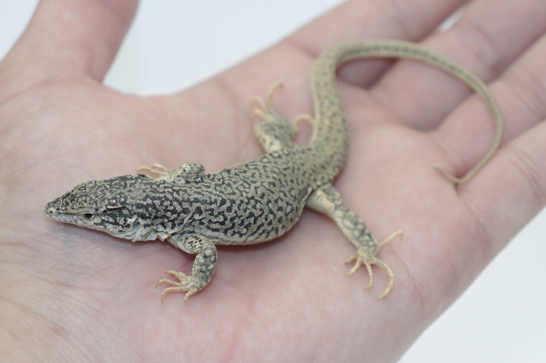 kanahebi様 アムールカナヘビ – WEB両爬図鑑