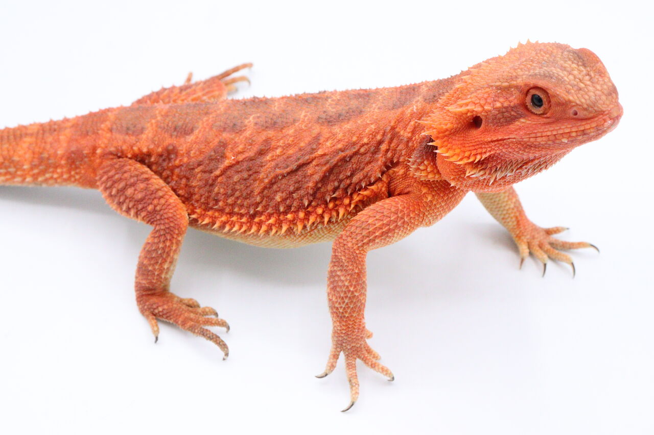 爬虫類倶楽部 J ジョイフル本田千代田店 - 1ba7c6a8 爬虫類倶楽部 J ジョイフル本田千代田店 - 1ba7c6a8