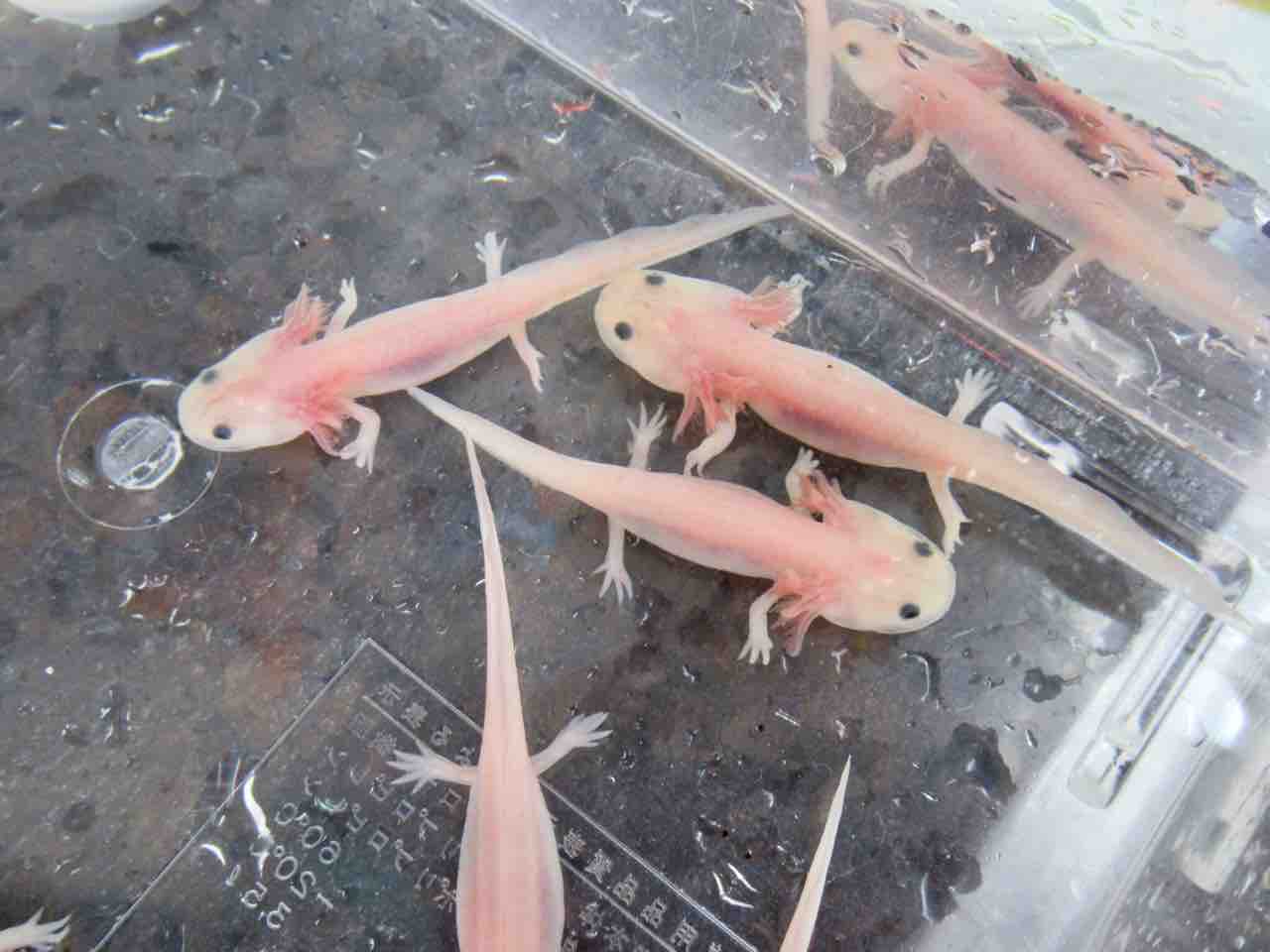 フトアゴヒゲトカゲ 爬虫類倶楽部 j ジョイフル本田千代田店 フトアゴヒゲトカゲ 爬虫類倶楽部 j ジョイフル本田千代田店