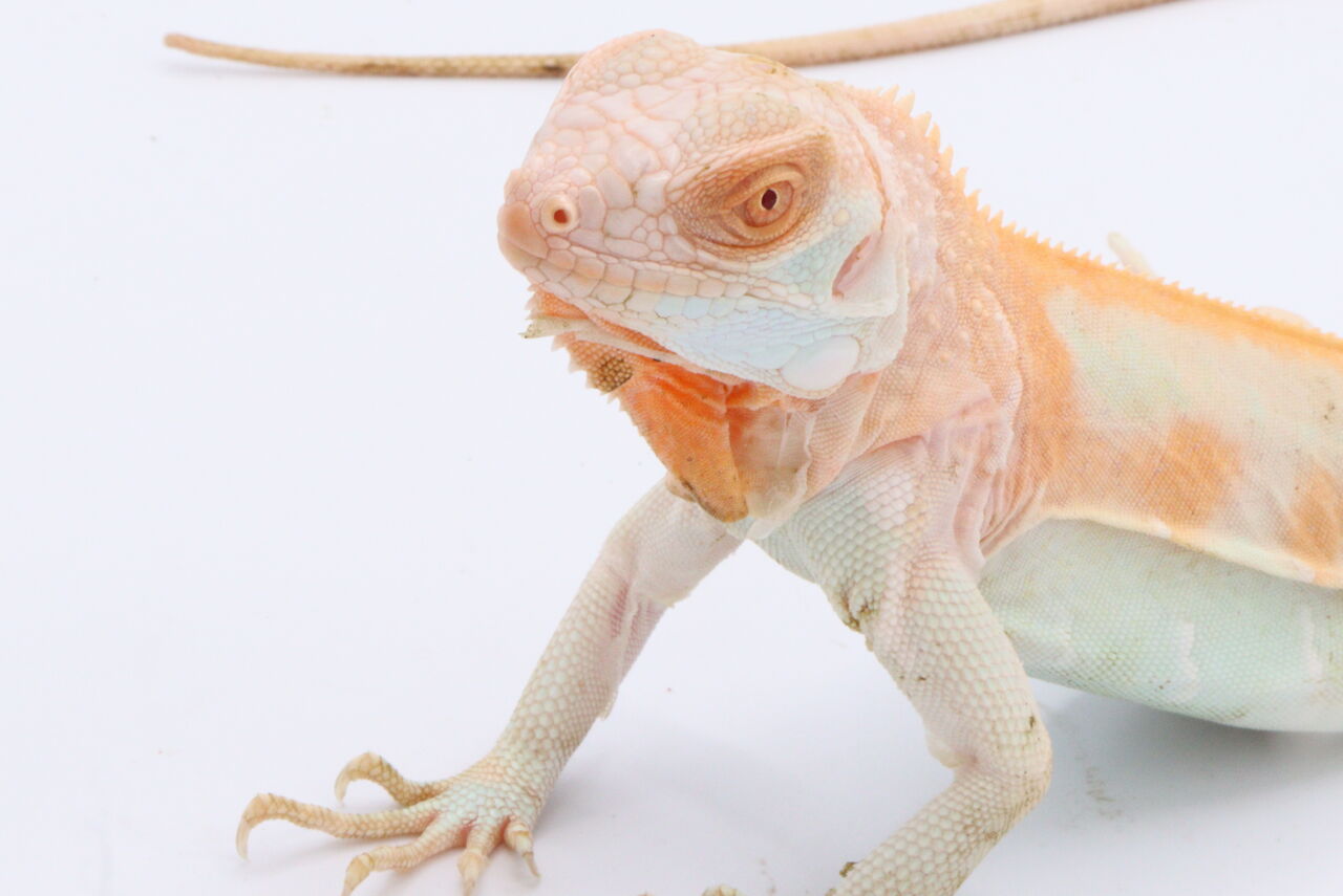 新入荷 トカゲ 爬虫類倶楽部 ｊ ジョイフル本田千代田店