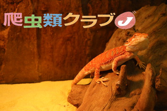 トカゲ 爬虫類倶楽部 j ジョイフル本田千代田店 トカゲ 爬虫類倶楽部 j ジョイフル本田千代田店