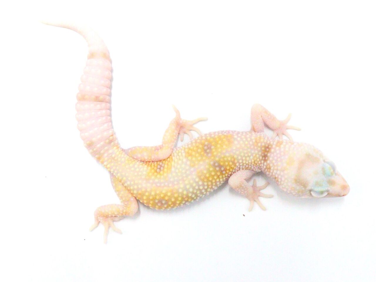 新入荷 スティーブ便 レオパ多数 爬虫類倶楽部 ｊ ジョイフル本田千代田店