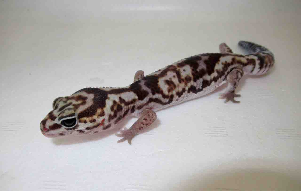 新入荷！レオパ！ニシアフ！ : 爬虫類倶楽部 J ジョイフル本田千代田店