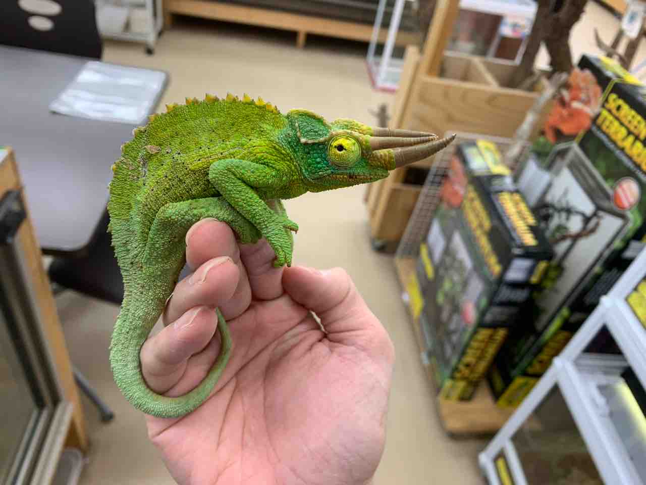 セールのオススメ生体 爬虫類倶楽部 ｊ ジョイフル本田千代田店