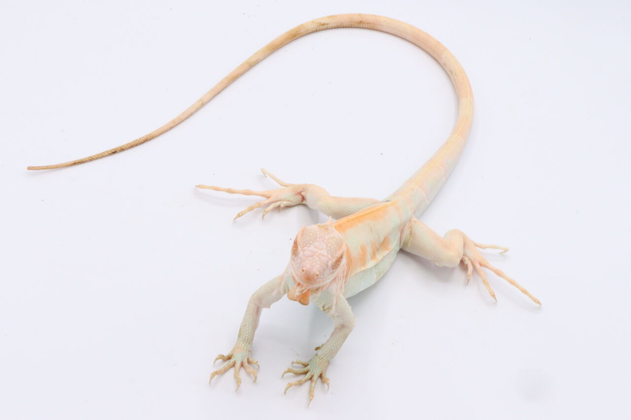 新入荷 トカゲ 爬虫類倶楽部 ｊ ジョイフル本田千代田店