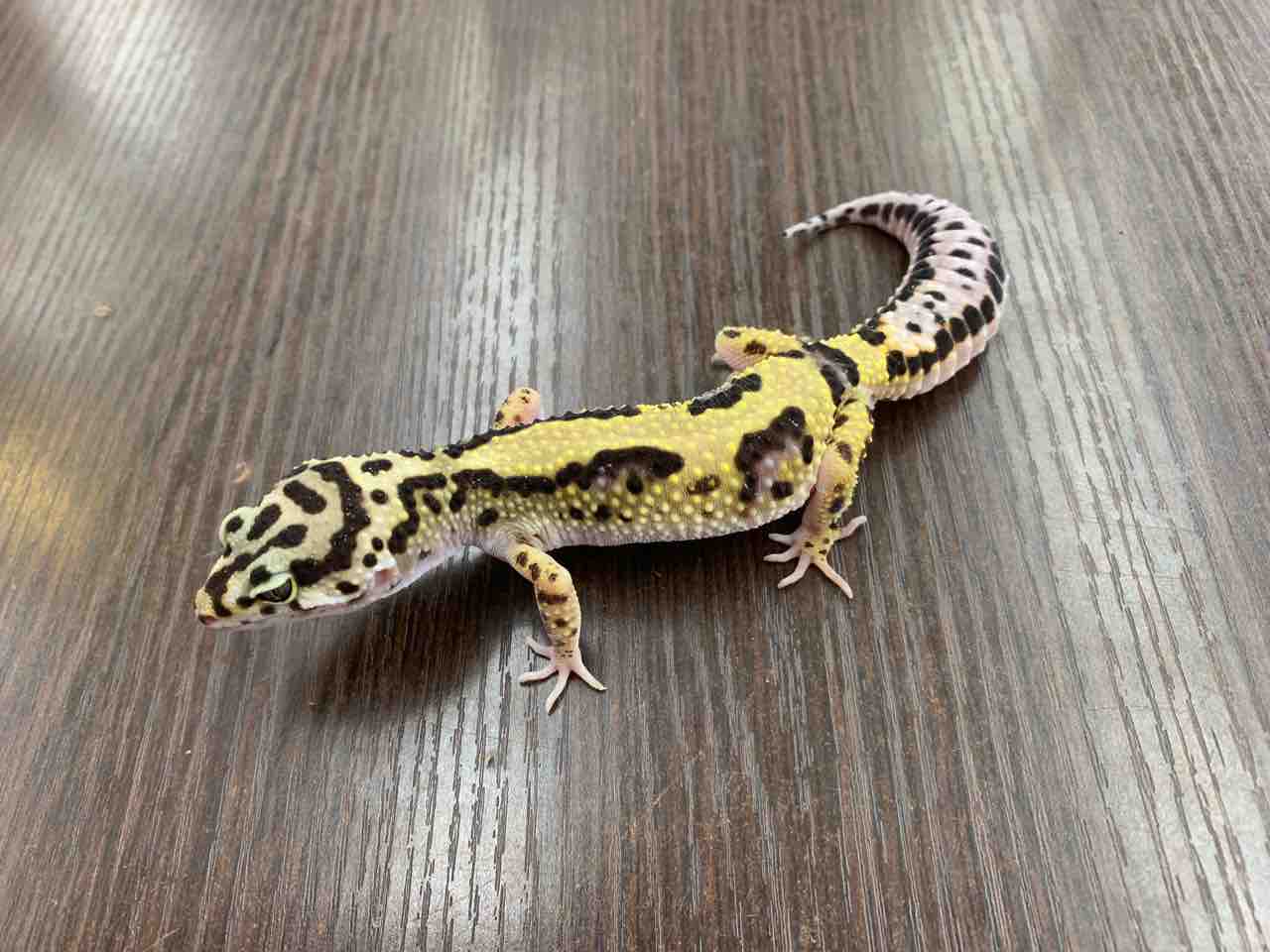 爬虫類 レオパ