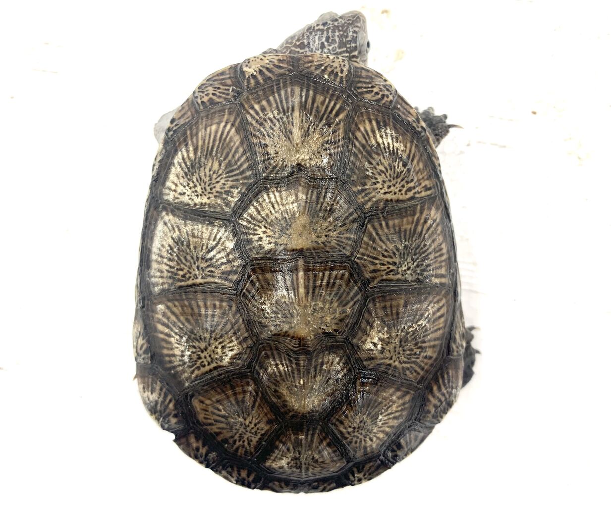 本物】亀の手標本 特大トリプル【10cm】 剥製