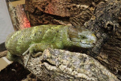 爬虫類倶楽部 ｊ ジョイフル本田千代田店