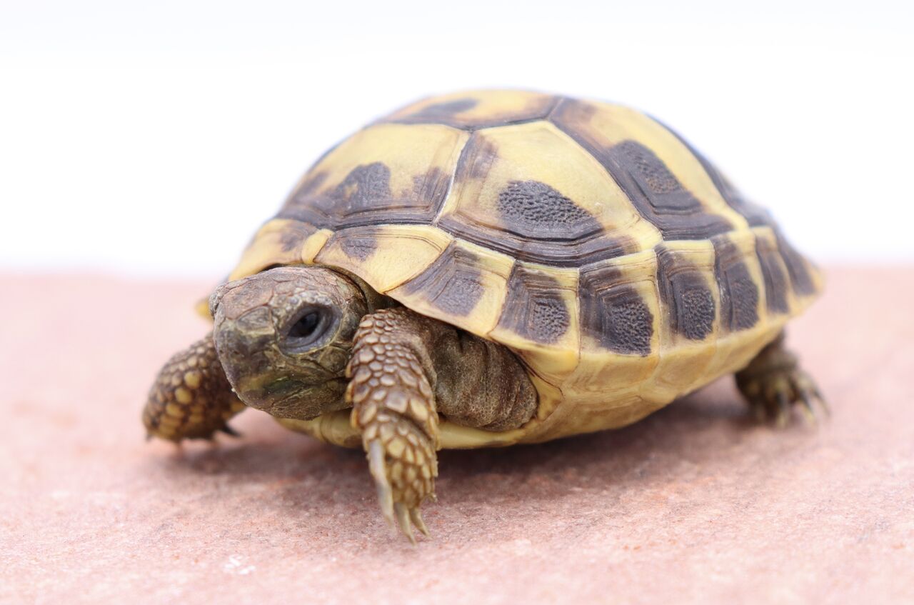 生体紹介 リクガメのすすめ ヒガシヘルマン 爬虫類倶楽部 ｊ ジョイフル本田千代田店